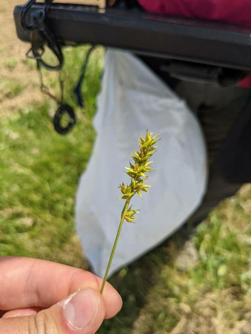 Prickly sedge thriving in a moist, partially shaded garden bed