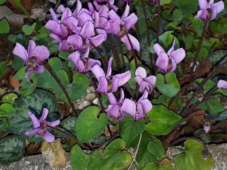 Cyclamen purpurascens flowering under dappled shade with heart-shaped leaves and pink blooms