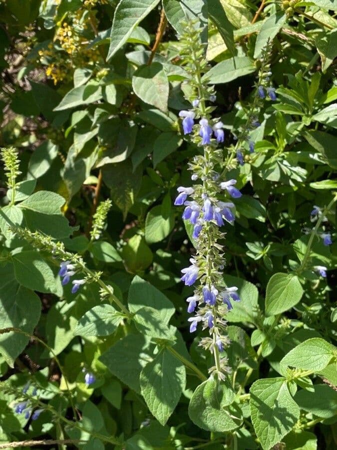 Blaue Blüten von Chia