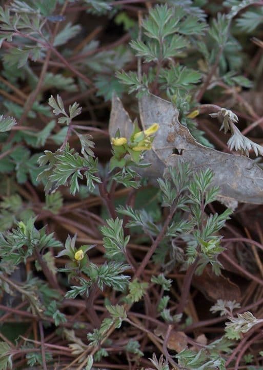 Fleurs jaunes de Corydalis flavula dans un sous-bois de printemps
