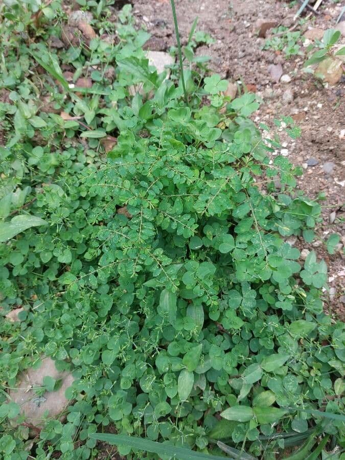 Phyllanthus urinaria met karakteristieke varenbladige bladeren en kleine vruchten