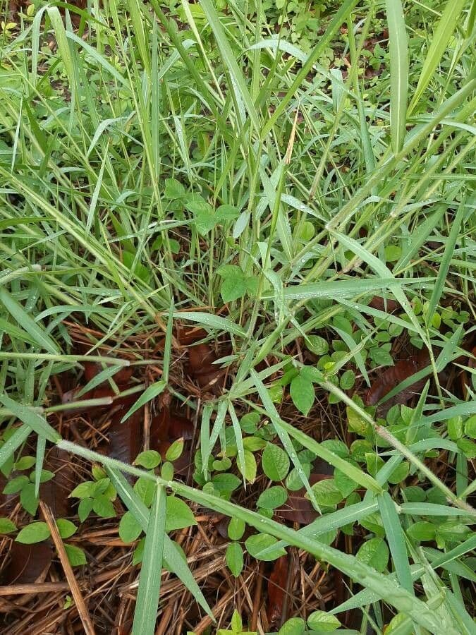 Urochloa mutica, herbe de Para, feuilles larges et vertes en gros plan