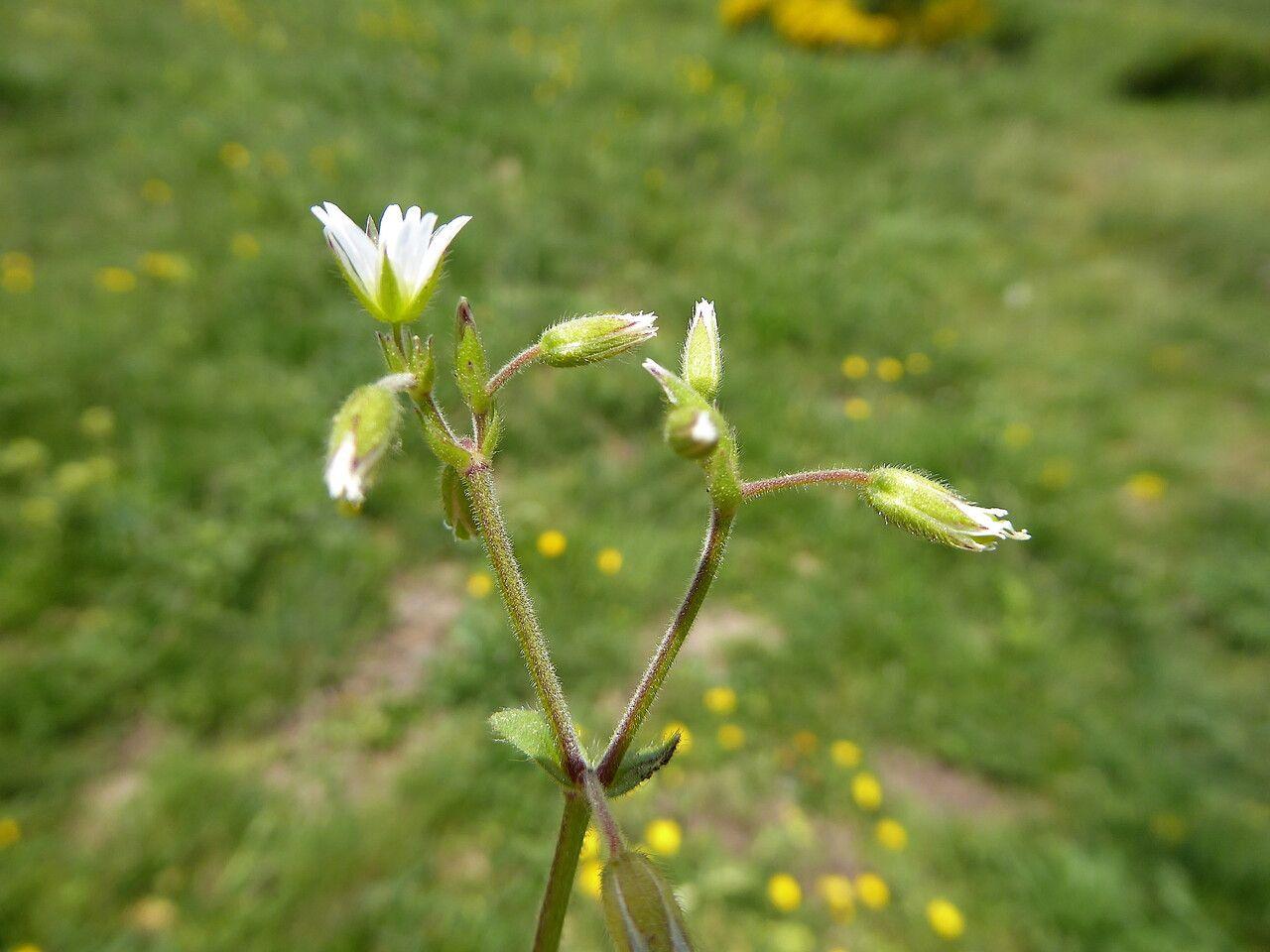 Steenhoornbloem bloeit met fijne witte bloemen op een zonnige, droge helling