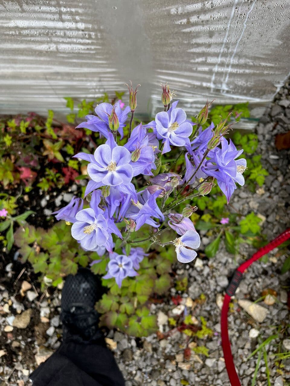 Aquilegia flabellata with blue and white fan-shaped flowers in full bloom