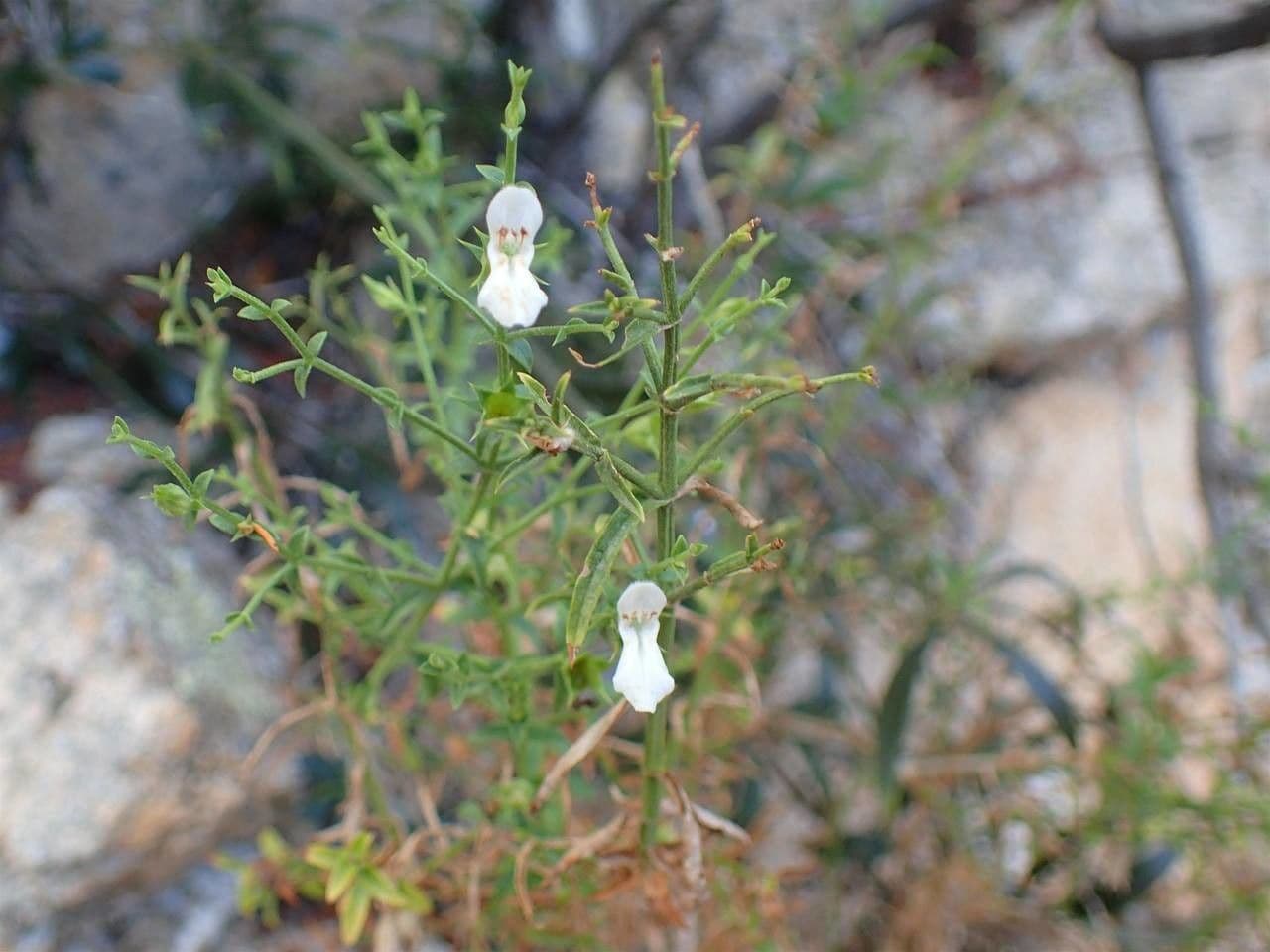 Stachys glutinosa mit blau-weissen Blüten und klebrigen Blättern auf felsigem mediterranem Boden