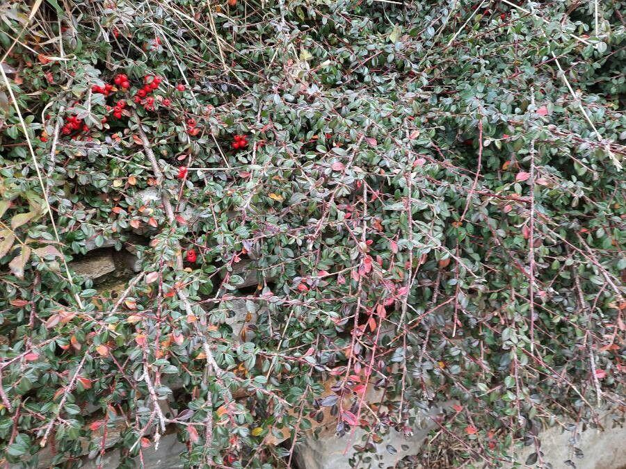 Kriech-Zwergmispel, kriechender Strauch mit glänzenden Blättern und roten Früchten im Gartengefälle