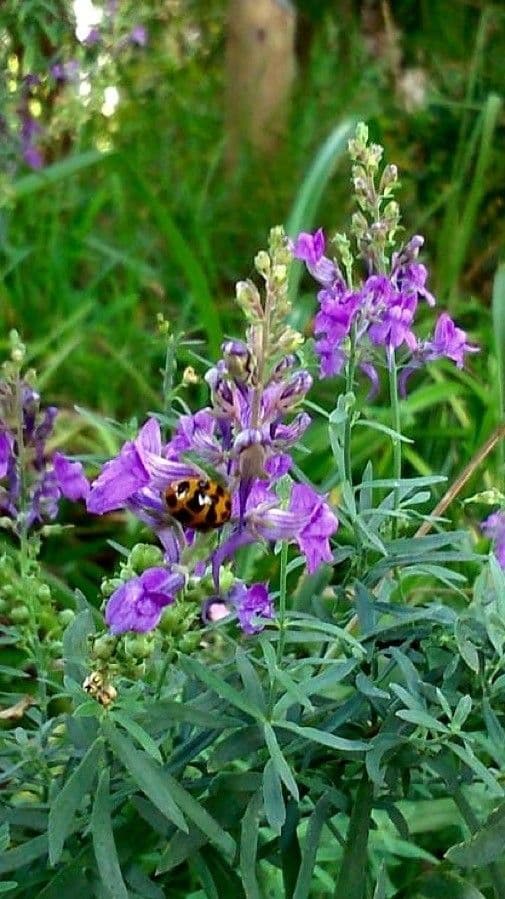 Linaire pourprée avec des fleurs délicates sur des tiges hautes