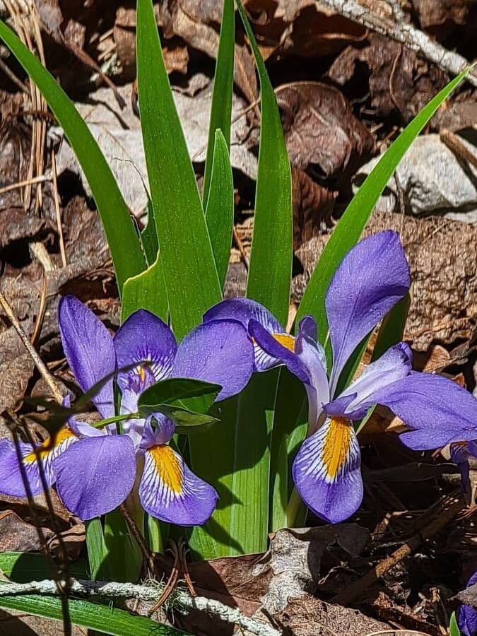 Dark purple flowers of Dwarf violet iris from America
