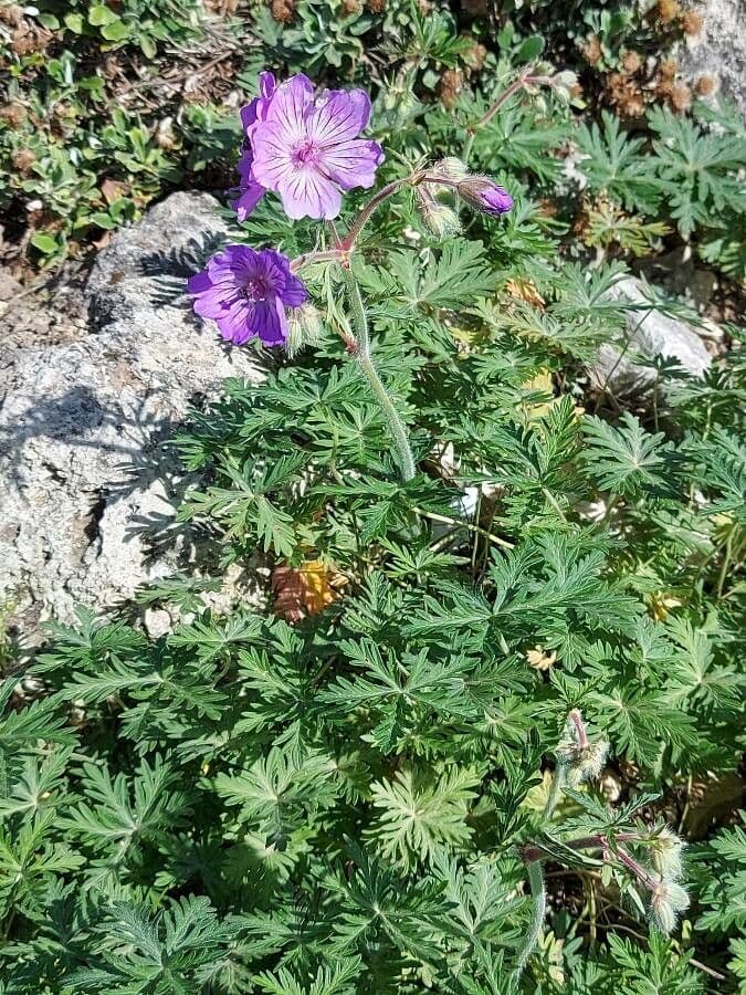 Knollenstorchschnabel mit violetten Bluten