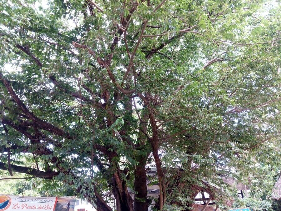 Maclura tinctoria tree with yellow foliage