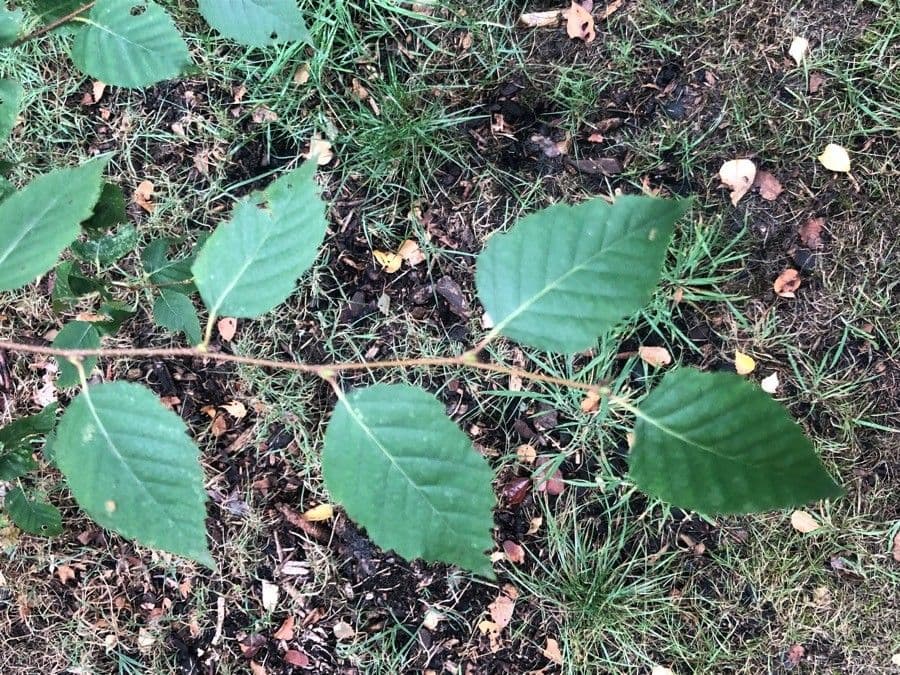 Betula dahurica tree with dark bark and small green leaves