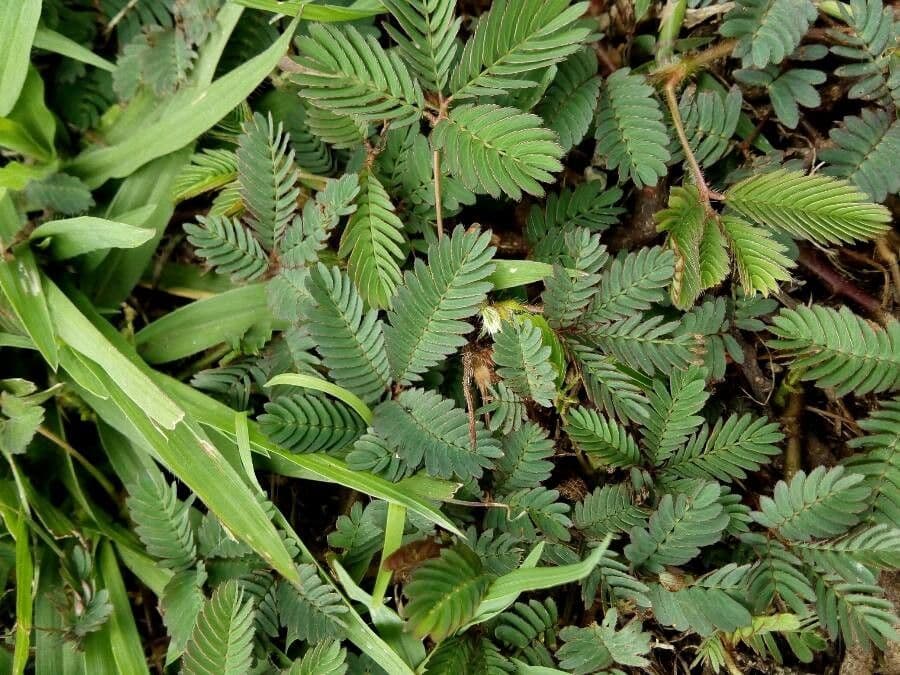 Mimosa pudica gevoelige plant met samengevouwen blaadjes