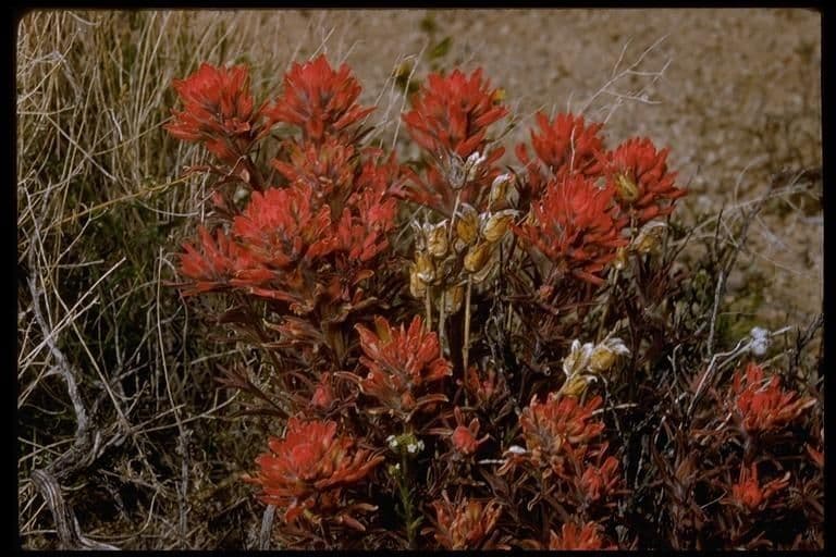 Bractees rouge vif de Castilleja applegatei sur un versant de montagne ensoleille en Oregon