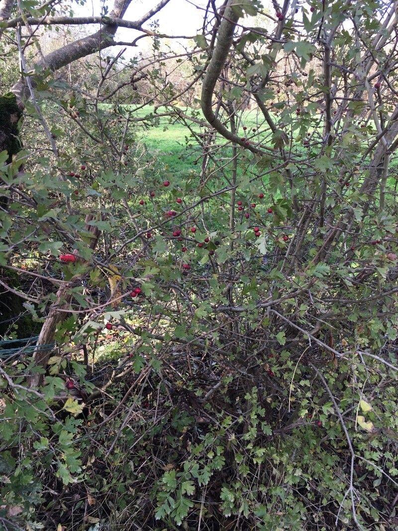 Azérolier en pleine floraison avec des fleurs blanches et des feuilles vert brillant