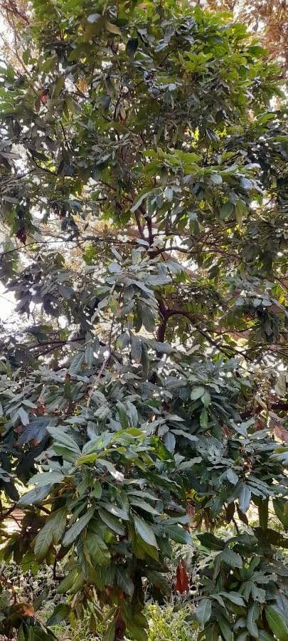 Longan tree with grape-like fruit clusters