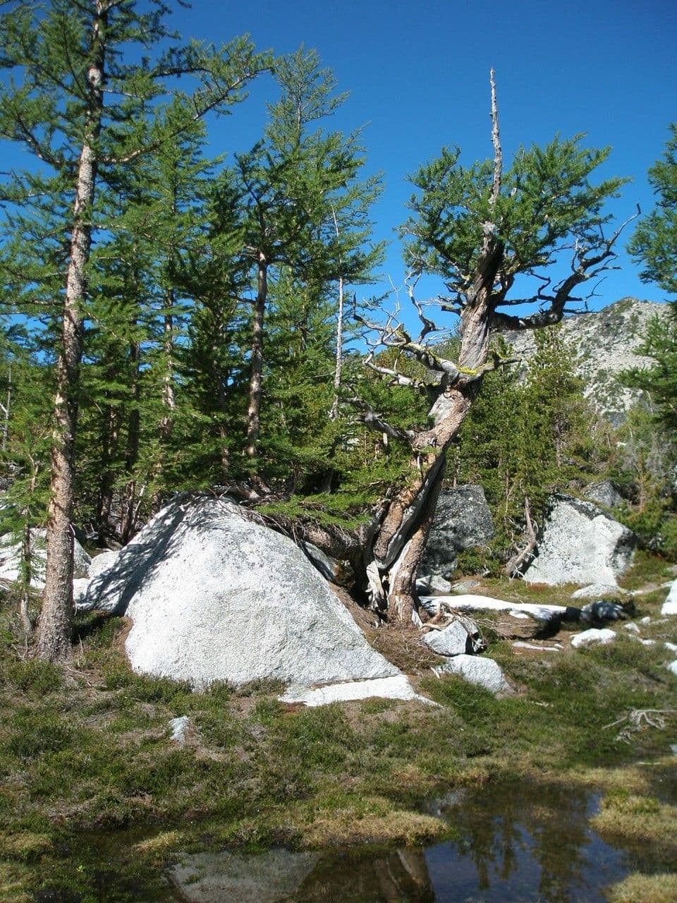 Alpine larch growing in mountain landscape