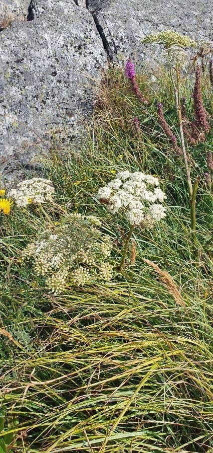Melkeppe groeiend in natte weide