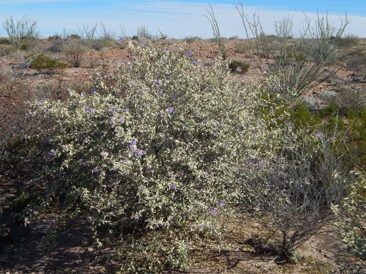 Solanum hindsianum plante en fleur