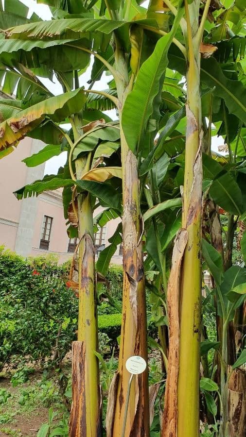 Musa balbisiana met grote groene bladeren en bananenbos