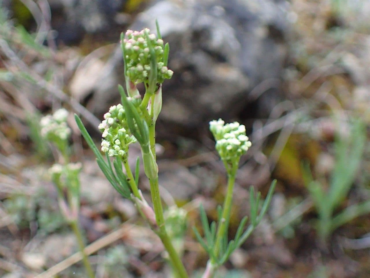 Honewort delicate flowers and foliage