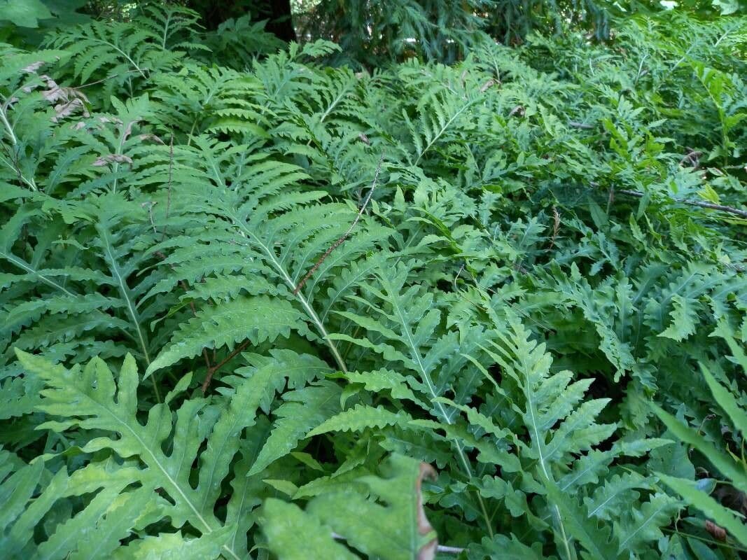 Sensitive fern with delicate green leaves in shade