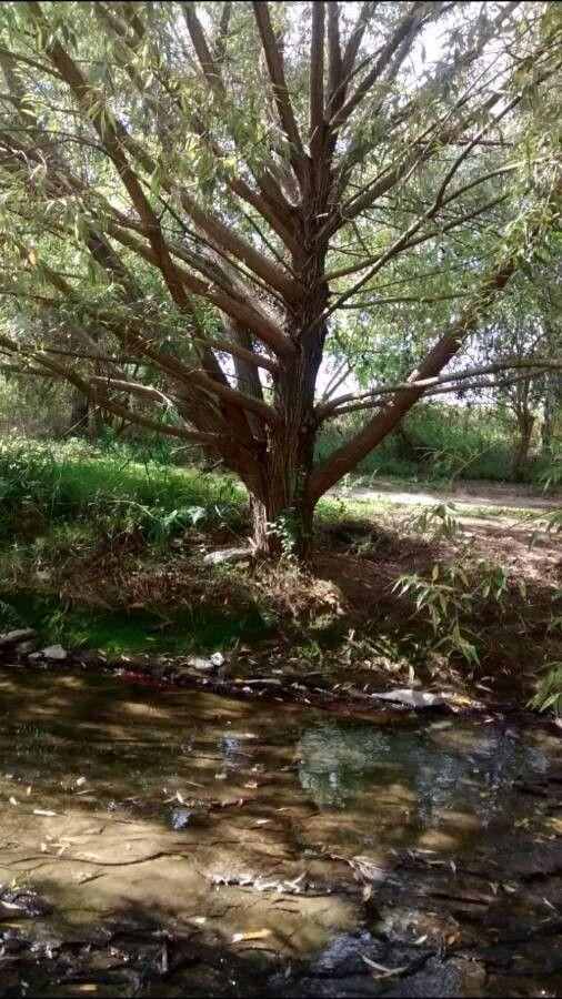 Weißweide am Teichufer mit silbrig glänzenden Blättern im Wind.