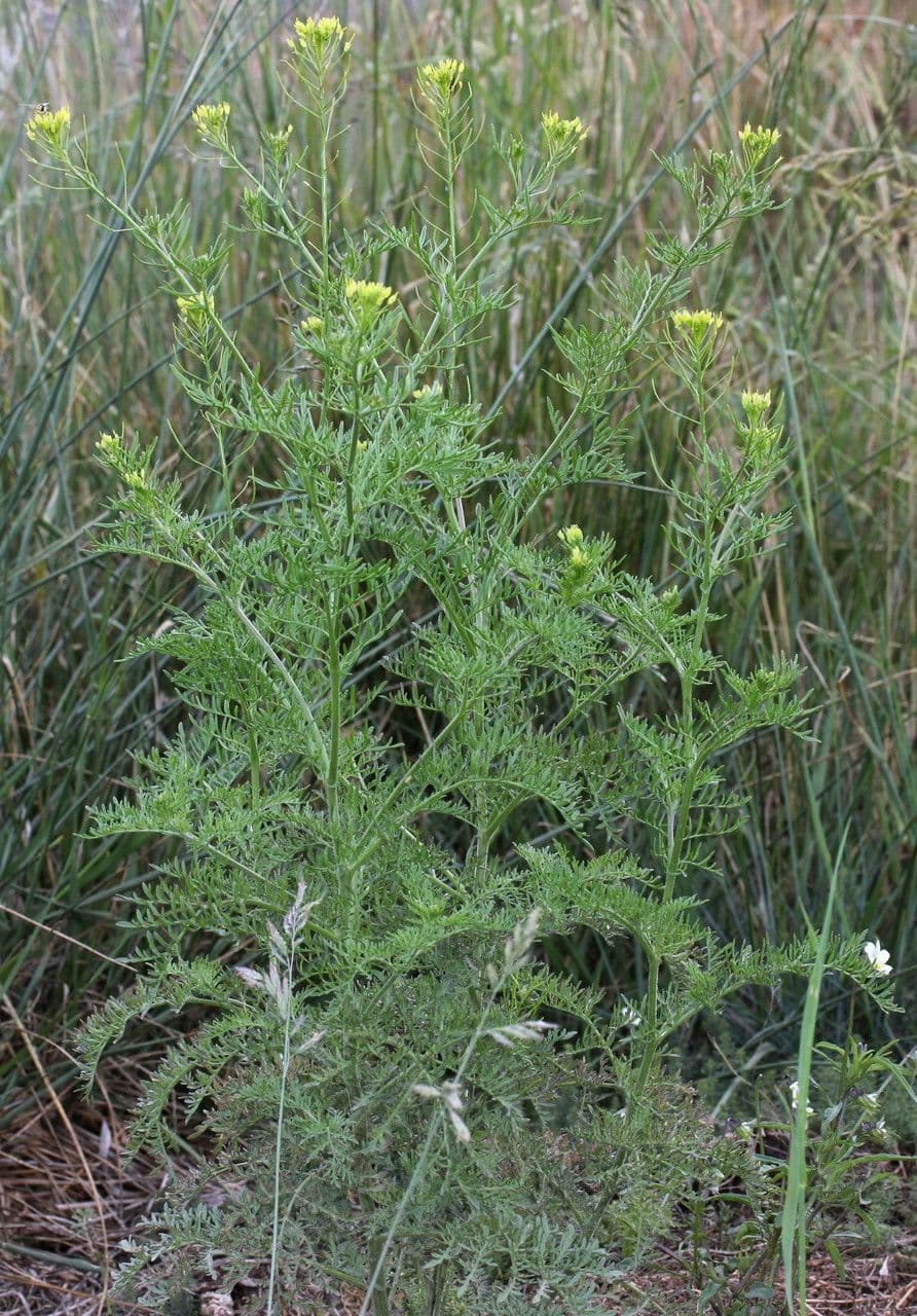 Besenrauke mit feingeteilten Blättern und blassgelben Blüten