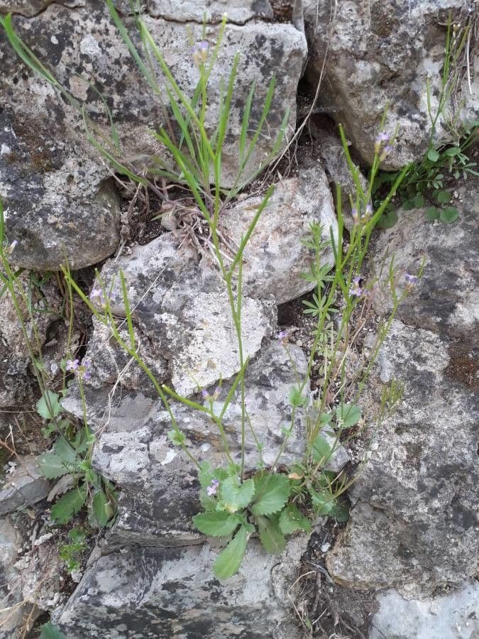 Arabis verna, lentescheefkelk, met paarsblauwe bloemen in een mediterraan rotsig landschap in het voorjaar