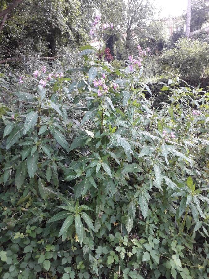 Indisches Springkraut in voller Blüte an einem feuchten Waldrand im Sommer