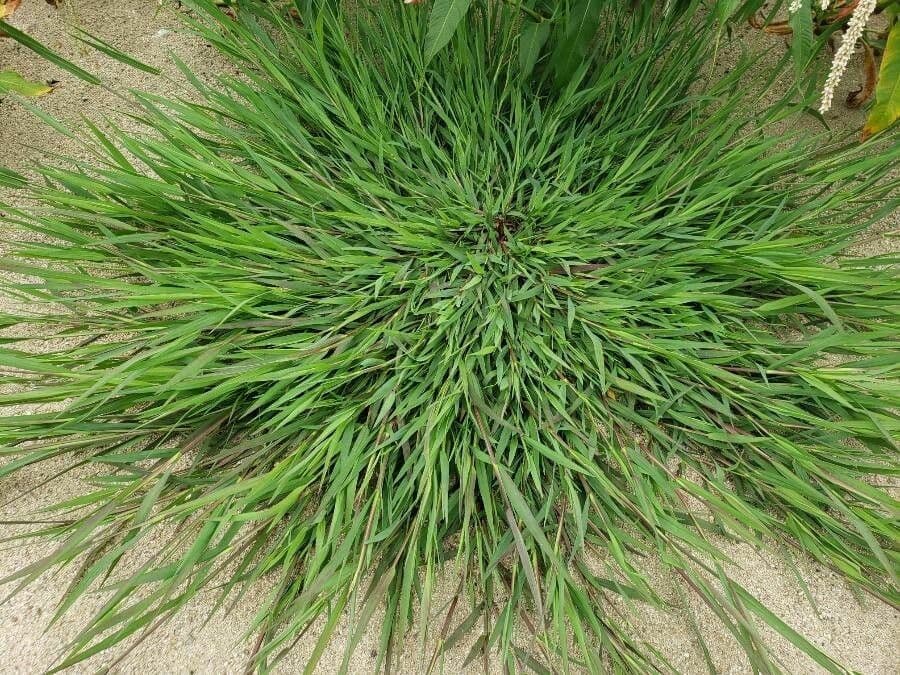 Plante de digitaire sanguine avec tiges rouges distinctives et épis floraux en forme de doigt