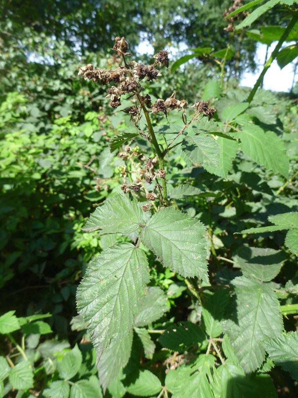 Hainbuchenblättrige Brombeere im Wachstum mit roten Trieben und weißen Blüten in einer lichtschattigen Gartensituation