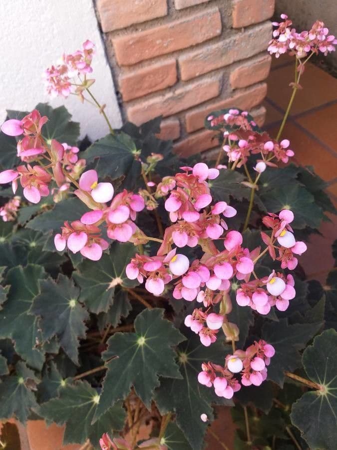 Begonia obliqua mit zarten rosa-weißen Blüten im Halbschatten