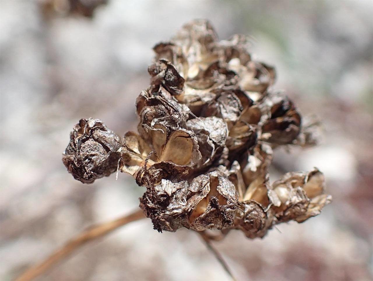 Allium lusitanicum with reddish-purple flower heads in a sunny rock garden
