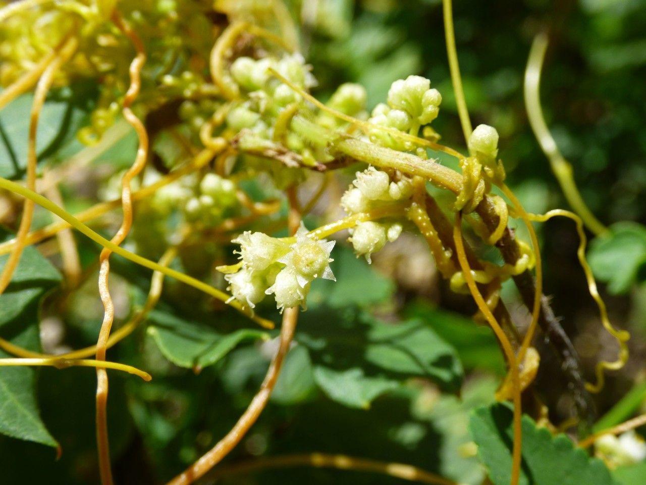 Gelbe, fadenförmige Nordamerikanische Seide, die sich um eine Klee-Pflanze in einer leicht beschatteten Gartenecke windet