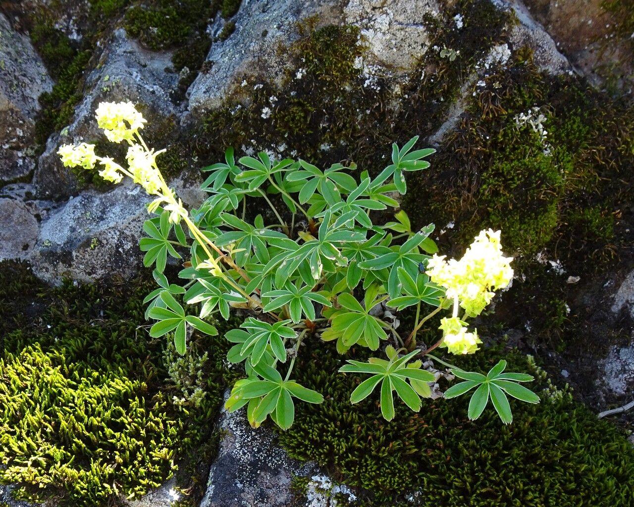 Alpenvrouwenmantel in volle bloei op een rotsachtige helling, met druppels op de bladeren