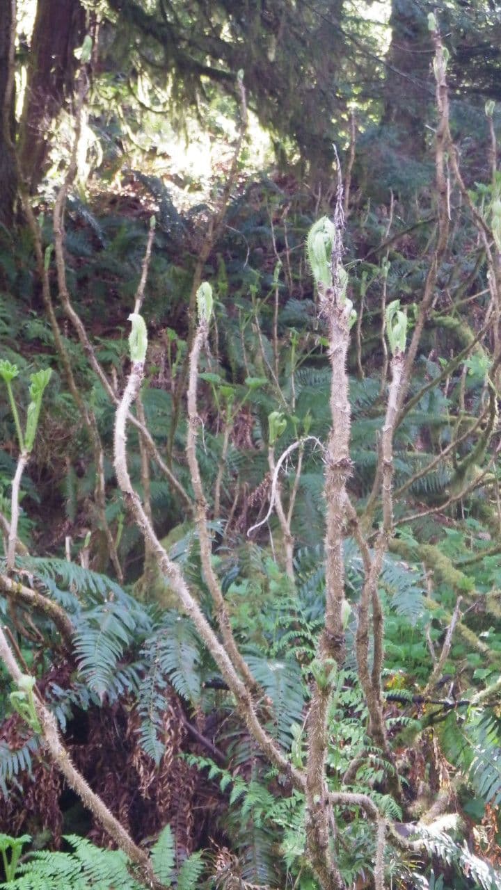 Oplopanax horridus showing large palmate leaves and densely spined stems