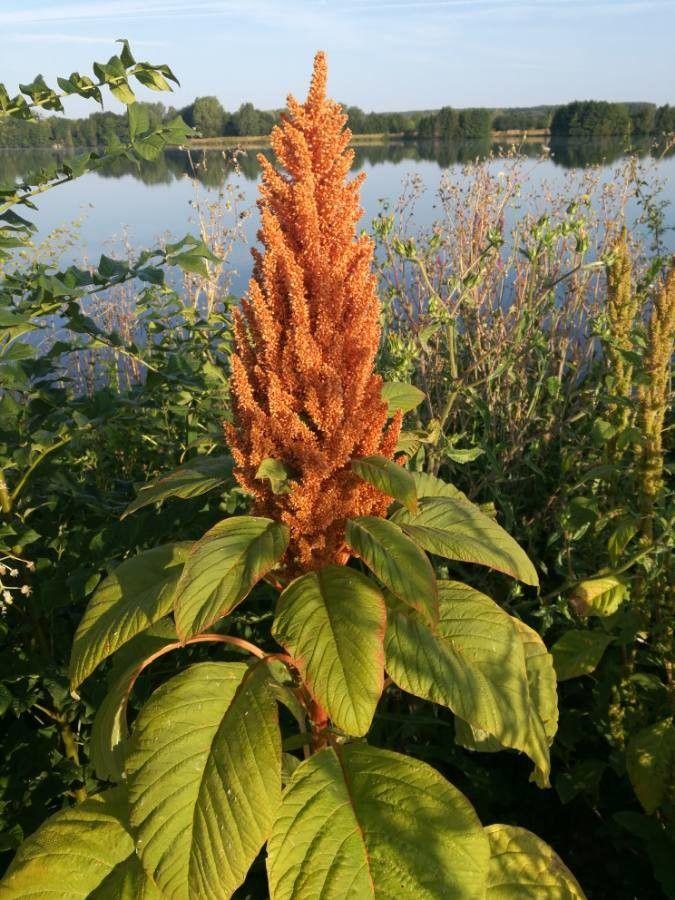 Groene amarant plant in volle groei op een zonnige plek in de tuin, met dichte bladstructuur en opgaande stengels