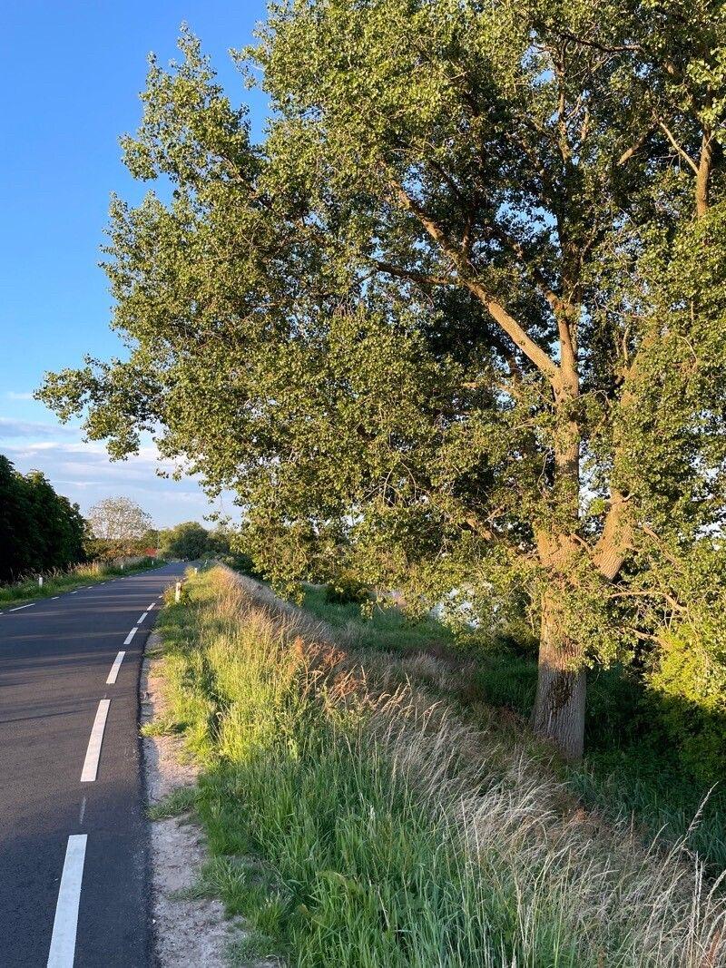 Ausgewachsene Kanadische Schwarz-Pappel am Flussufer mit dreieckigen Blättern und heller Rinde