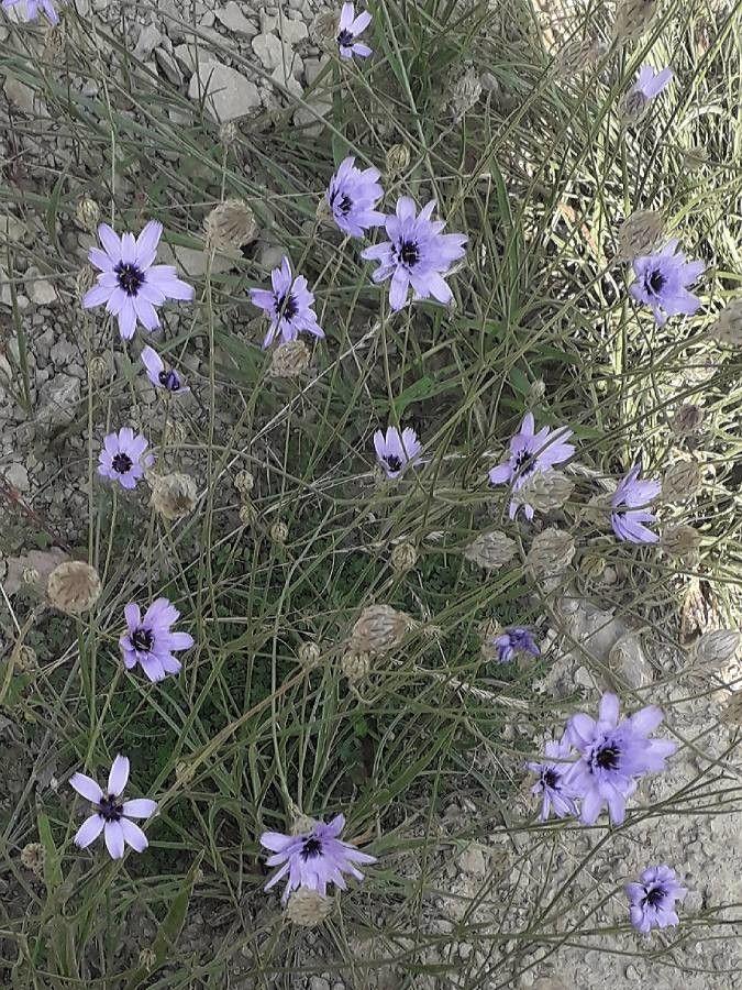 Blaue Rasselblume in voller Blüte in einer sonnigen, trockenen Rabatte, umgeben von Lavendel und Kies