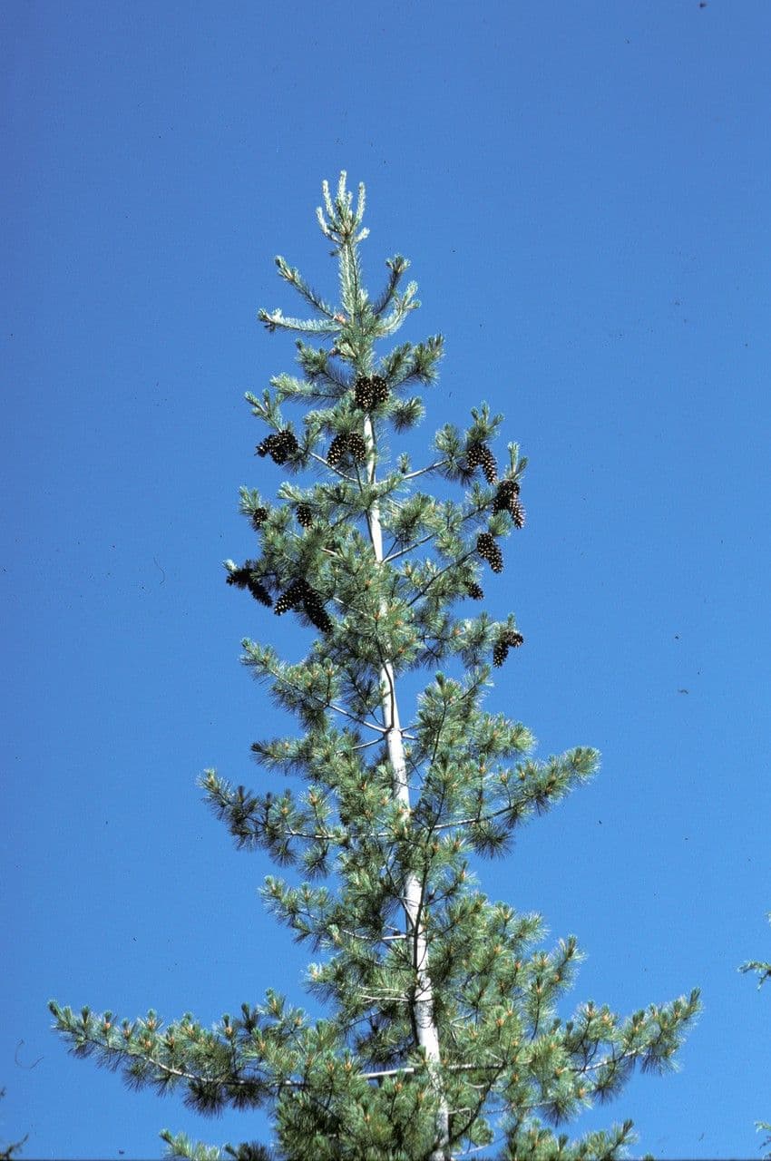 Soft green needles and elegant form of Western White Pine