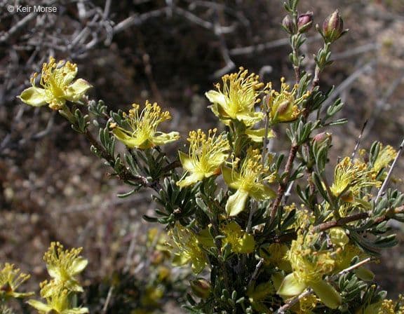 Coleogyne ramosissima Blackbrush Strauch in seinem naturlichen Wuestenshabitat im Suedwesten der USA