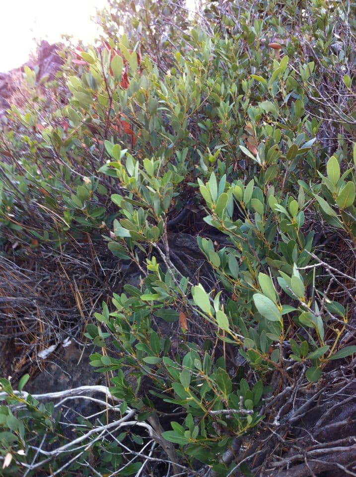 Chene myrtille avec petites feuilles vertes en cadre alpin