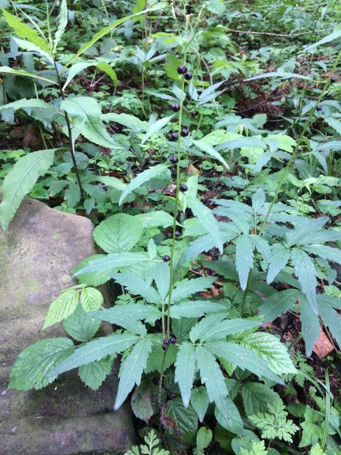 Bolletjeskers in natuurlijke bosomgeving met paarse bloemen en knolletjes aan de stengels
