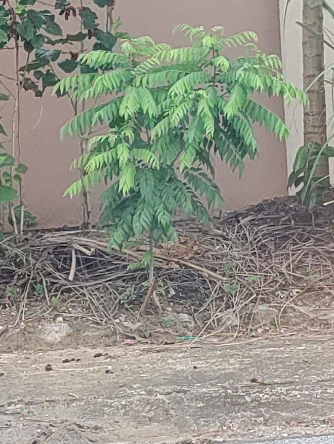 Arbre Caloupile avec feuillage vert et fleurs blanches parfumees