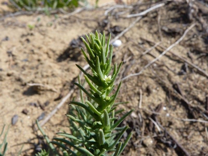 Thesium humile mit kleinen weissen Blüten