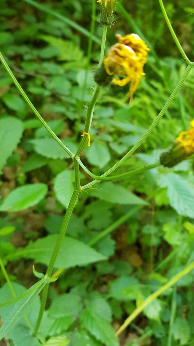 Marsh Hawk's-beard (Crepis paludosa) in moist, shaded marsh environment with yellow flowers