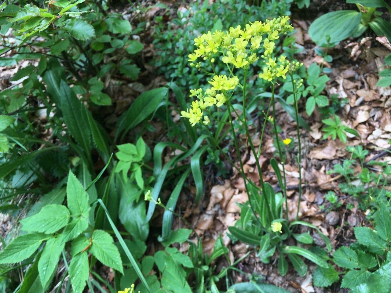 Brilkruid (Biscutella laevigata) met karakteristieke gele bloemen en unieke zaadvruchten