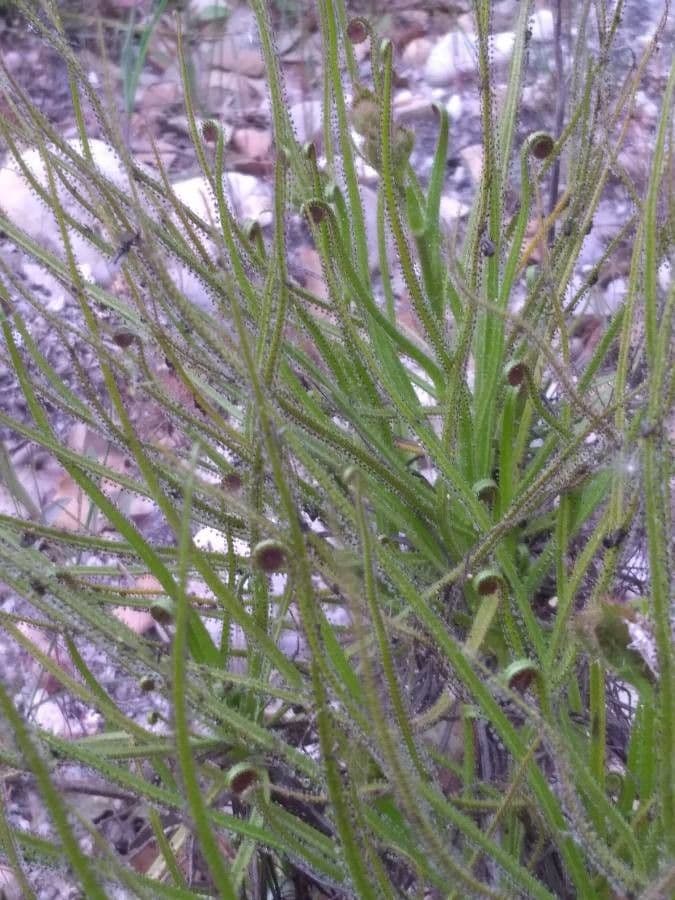 Drosophyllum lusitanicum mit glanzenden Fallcarmen im Sonnenlicht