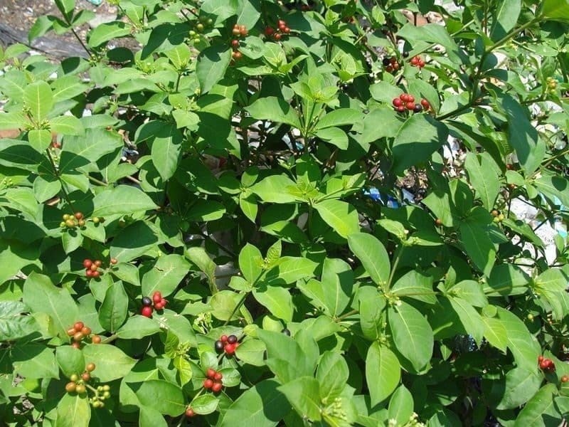 Rauvolfia tetraphylla met rode vruchten