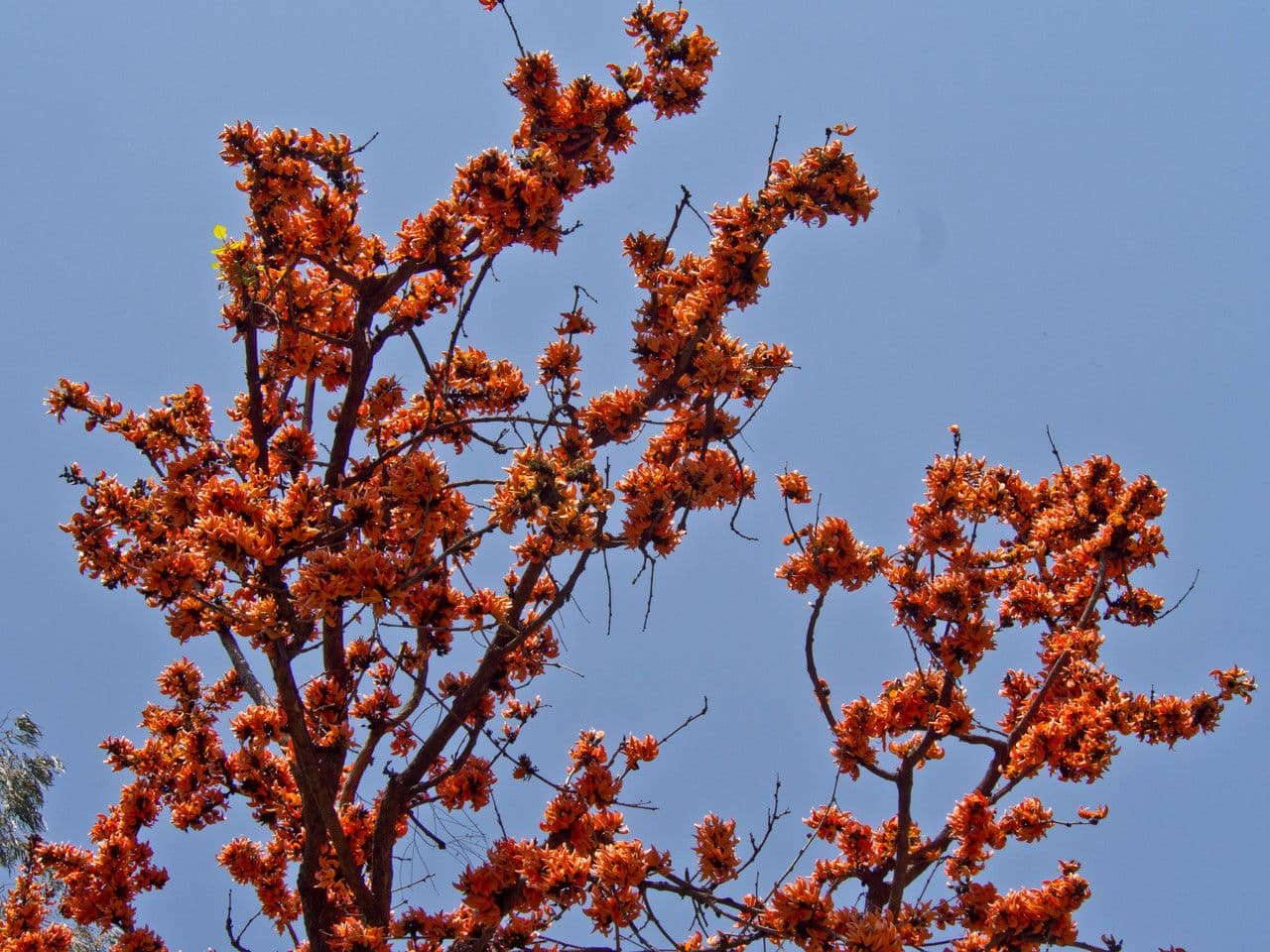 Bengaals kinobooom (Butea monosperma) boom met bloemen